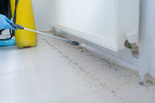 Best Wasp Removal Services  in Medina, TN
